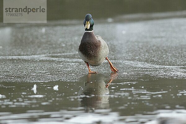 Stockenten (Anas platyrhynchos)  erwachsener Mann  auf Eis laufend  West Yorkshire  England  Januar