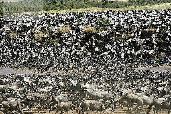 Östliche Streifengnu-Herde (Connochaetes taurinus) überquert den Mara-Fluss. Masai Mara-Nationalreservat  Kenia  Afrika