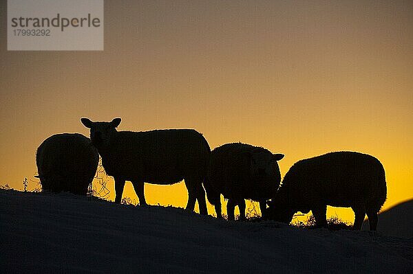 Hausschaf  vier Erwachsene  ernährt sich von Heu im Schnee  Silhouette bei Sonnenuntergang  England  Dezember