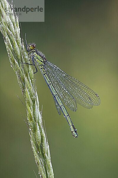 Rotaugenjungfer (Erythromma najas)  erwachsenes weibliches Tier  mit Tau bedeckt  auf Gras ruhend  Leicestershire  England  Großbritannien  Europa