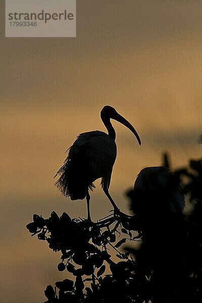 Heiliger Ibis  Heilige Ibisse  Tiere  Vögeln Sacred Ibis at sunset  Okavango Delta  Botswana  Afrika