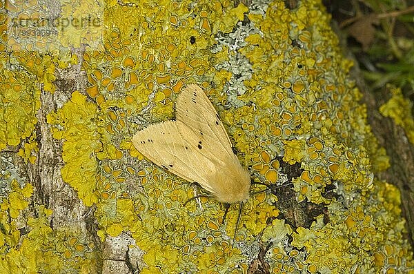 Büffelhermelin (Spilosoma luteum)  erwachsen  auf Flechte ruhend  Norfolk  England  Mai