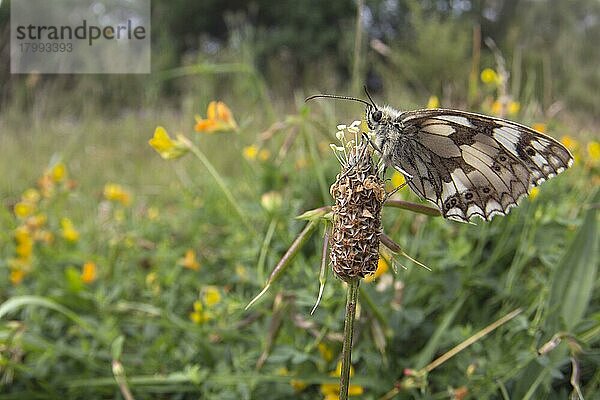 Schachbrett (Melanargia galathea)  Damenbrett (Nymphalidae)  Andere Tiere  Insekten  Schmetterlinge  Tiere  Marbled White adult  resting on flowerhead  Warwickshire  England  july