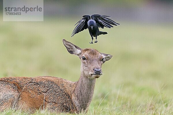 Rothirsch (Cervus elaphus) als Hirschkuh  mit erwachsener Dohle (Corvus monedula)  im Flug  auf dem Kopf gelandet  Bushy Park  Richmond upon Thames  London  England  Oktober