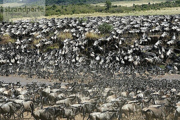 Östliche Streifengnu-Herde (Connochaetes taurinus) überquert den Mara-Fluss. Masai Mara-Nationalreservat  Kenia  Afrika