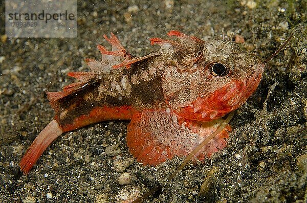 Erwachsener Weißgesicht-Waschfisch (Richardsonichthys leucogaster)  nachts auf schwarzem Sand ruhend  Lembeh-Straße  Sulawesi  Größere Sunda-Inseln  Indonesien  Oktober  Asien