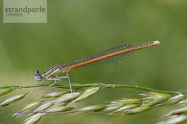 Orangefarbene Weißbeinige Selbstfliege (Platycnemis acutipennis)  erwachsenes Männchen  auf Grasblütenkopf ruhend  Region Lot  Frankreich  Mai  Europa