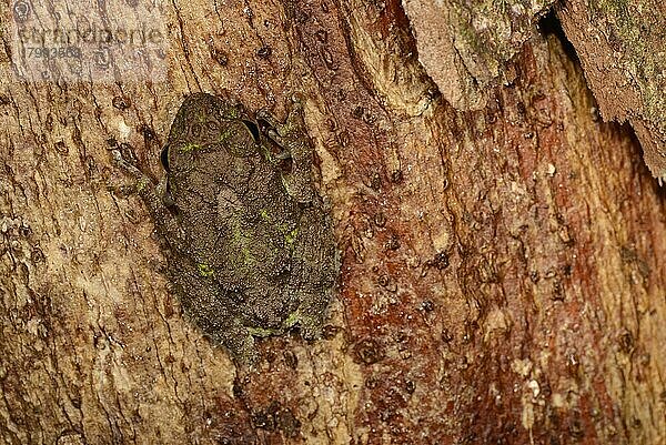 Erwachsener Tuberkelstrauchfrosch (Philautus cavirostris)  auf Baumstamm ruhend  Sinharaja-Waldreservat  Sri Lanka  März  Asien