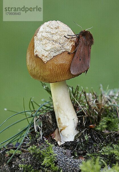 Rubintiger Nachtfalter (Phragmatobia fuliginosa) erwachsen  ruht auf dem Pilz Tawny Grisette (Amanita fulva)  Leicestershire  England  September