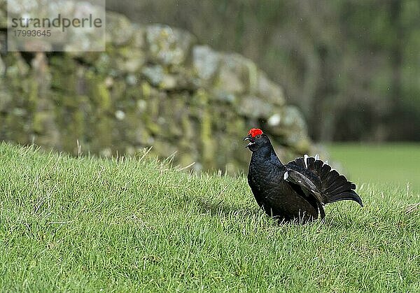 Birkhuhn (Tetrao tetrix)  erwachsenes Männchen  Lek auf Ackerland  Cumbria  England  Mai