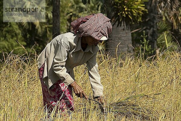 Reisanbau (Oryza sativa)  Bäuerin beim Reisschneiden mit der Sense  Angkor  Siem Riep  Kambodscha  Asien
