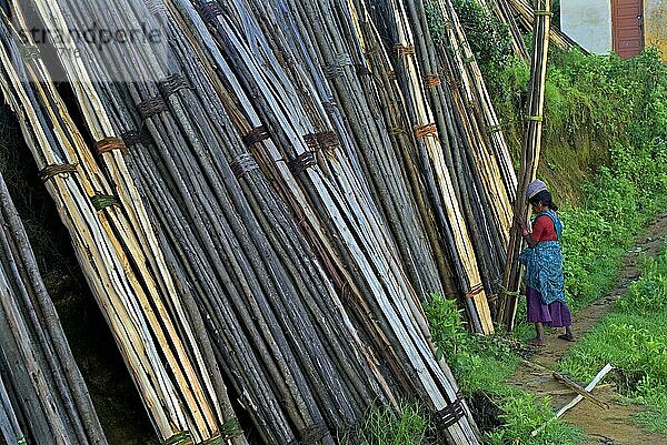 Frau beim Entladen und Stapeln von Bündeln von Brennholzstämmen  Vattavada  Western Ghats  Kerala  Indien  Asien