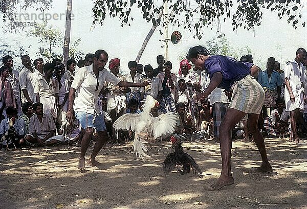 Hahnenkämpfe in der Nähe von Madurai  Tamil Nadu  Indien  Asien