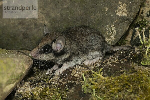 Zwei Gartenschläfer (Eliomys quercinus)  juvenile  Deutschland  Europa