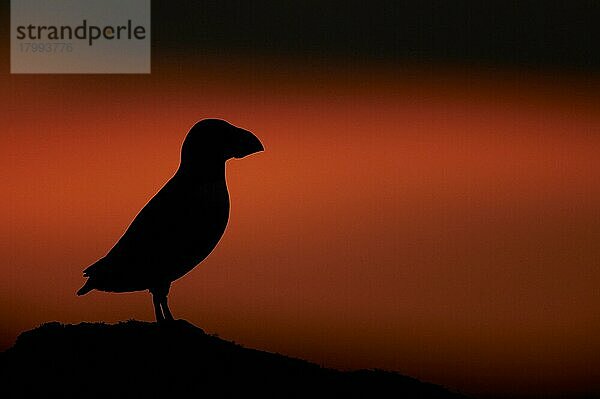 Papageitaucher (Fratercula arctica) adult  Brutfeder  auf Klippen stehend  Silhouette bei Sonnenuntergang  Shetland-Inseln  Schottland  Juni