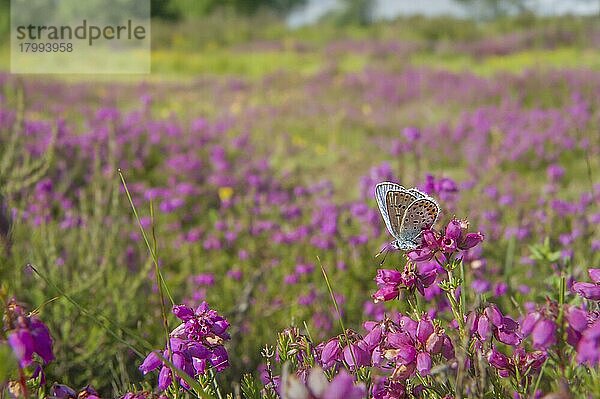 Silbern besetztes blaues (Plebejus argus) erwachsenes Männchen  ruhend auf Blüten der Glockenheide (Erica cinerea) am Standort  Prees  Shropshire  England  Juli