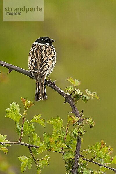 Schilfammer (Emberiza schoeniclus)  erwachsenes Männchen  auf Brombeerstamm sitzend  Norfolk  England  Mai