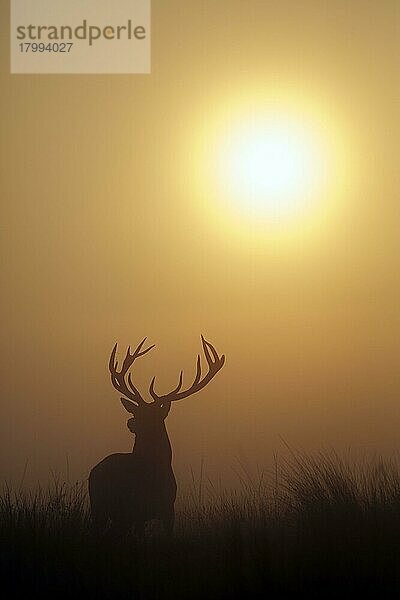 Rothirsch (Cervus elaphus)  reifer Hirsch  bei Sonnenaufgang in Nebel gehüllt  während der Brunftzeit  Richmond Park  London  England  Oktober