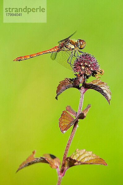 Gewöhnlicher Schlangenhalsvogel (Sympetrum striolatum)  erwachsener Mann  ruhend auf dem Blütenkopf der Wasserminze (Mentha aquatica)  Oxfordshire  England  September