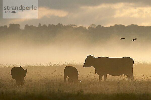 Hausrinder  Kühe und Kälber  Silhouette bei Sonnenaufgang im Weidemarsch an der Küste  Elmley Marshes N. N. R. North Kent Marshes  Isle of Sheppey  Kent  England  Juni