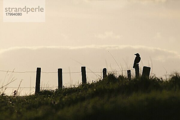 Rabenkrähe  Rabenkrähen (Corvus corone)  Krähe  Rabenvögel  Singvögel  Tiere  Vögel  Carrion Crow adult  perched on fencepost at sunset  Bempton Cliffs RSPB Reserve  Bempton  East Yorkshire  England  May