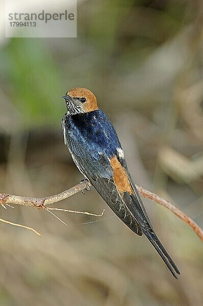 Zwergschwalbe (Cecropis abyssinica)  erwachsene Sitzstange  Okavango-Fluss  Botswana  Afrika