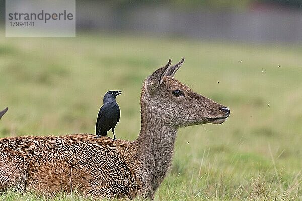 Rothirsch (Cervus elaphus)  Hirschkuh  mit erwachsener Dohle (Corvus monedula)  auf dem Rücken sitzend  Bushy Park  Richmond an der Themse  London  England  Oktober