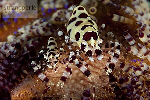 Erwachsenes Paar Coleman-Garnelen (Periclimenes colemani)  ruhend in Feuerurchin (Asthenosoma varium)  Lembeh-Straße  Sulawesi  Sunda-Inseln  Indonesien  Juni  Asien