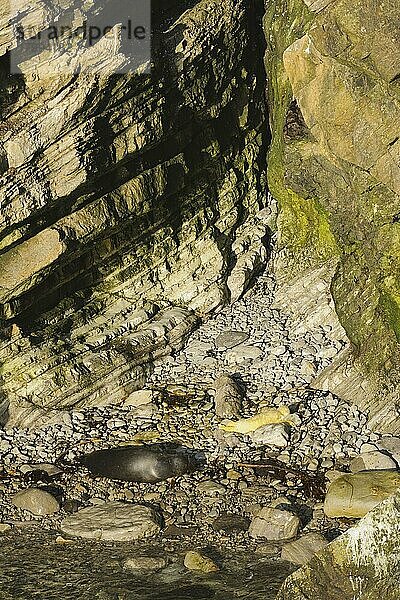 Kegelrobbe (Halichoerus grypus)  erwachsenes Weibchen und Jungtier  rastet am Strand in einer felsigen Bucht  Orkney  Schottland  November