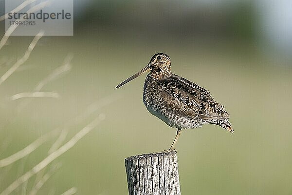 Wilsonbekassine (Gallinago delicata) erwachsen  stehend auf Pfosten  North Dakota (U.) S. A. Juni