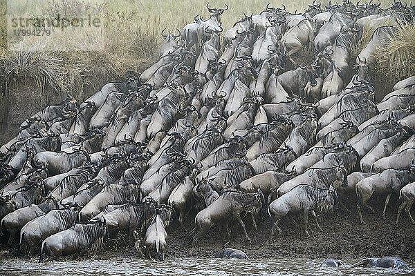 Östliche Weißbartgnu-Herde {Connochaetes taurinus} klettert nach Flussüberquerung ans Ufer. Masai Mara-Nationalreservat  Kenia  Afrika