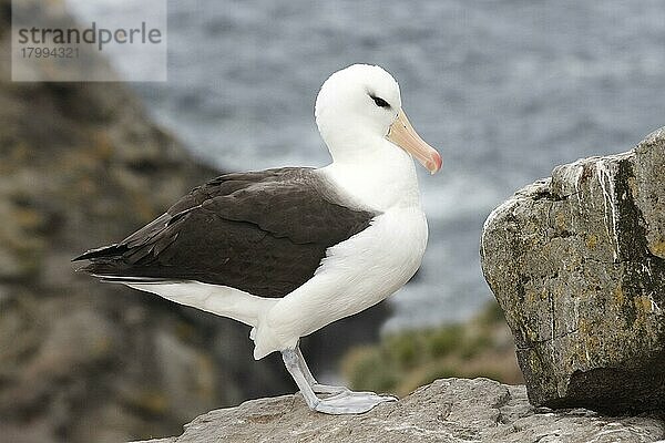 Erwachsener Schwarzbrauenalbatros (Thalassarche melanophrys)  stehend auf Küstenfelsen  West Point Island  Falklandinseln  Januar  Südamerika