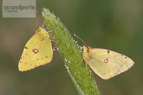 Bewölktes Gelbes (Colias croceus) erwachsenes Paar  auf Grasblumenkopf schlafend  Lesbos  Griechenland  Mai  Europa