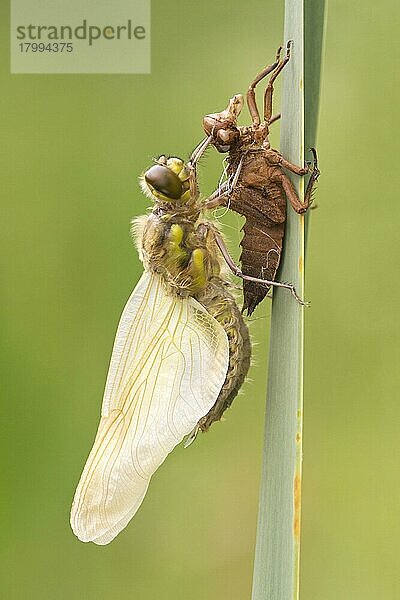 Erwachsener Vierfleck-Jäger (Libellula quadrimaculata)  neu aufgetaucht  ruht neben den Exuvien auf einem Schilfblatt  Leicestershire  England  Mai