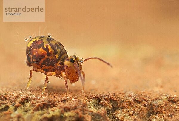 Kugelförmiger Springschwanz (Dicyrtomina ornata) erwachsen  auf Hausziegel ruhend  Leicestershire  England  Januar