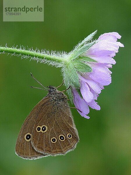 Ringellöckchen (Aphantopus hyperantus) erwachsenes Männchen  ruht auf dem Blütenkopf der Feldkrätze (Knautia arvensis) in der Wiese  bei frühmorgendlichen Regenfällen  Frankreich  Juli  Europa