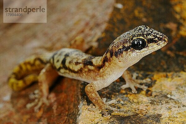 Sokotran Gecko (Haemodracon trachyrhinus) erwachsen  stehend auf Fels  Sokotra  Jemen  Marsch  Asien