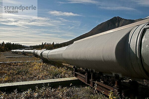 Ölpipeline durch Taiga-Lebensraum  Alaska-Ölpipeline  in der Nähe des Denali Highway  Alaska  USA  September  Nordamerika