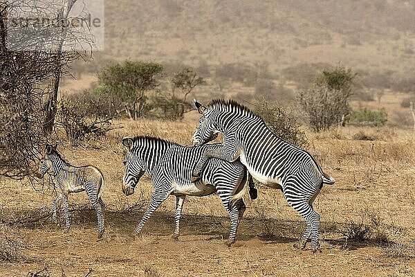 Grevy's Zebra (Equus grevyi)  erwachsenes Männchen mit Dominanzverhalten gegenüber Weibchen mit Fohlen  in halbwüstenhafter Trockensavanne  Samburu National Reserve  Kenia  August  Afrika