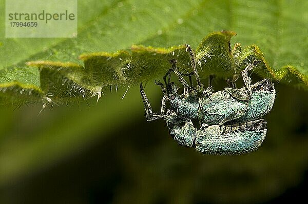 Nesselkäfer (Phyllobius pomaceus) erwachsenes Paar  Paarung  auf der Unterseite des Blattes der Brennnessel (Urtica dioica)  Crossness Nature Reserve  Bexley  Kent  England  Juni