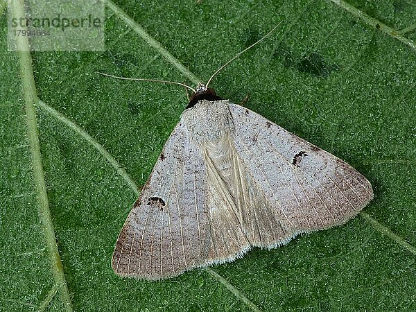 Seltene Schwarzhalsmotte (Lygephila craccae) erwachsenes Männchen  auf Blatt ruhend  Cannobina-Tal  Piemont  Norditalien  Juli