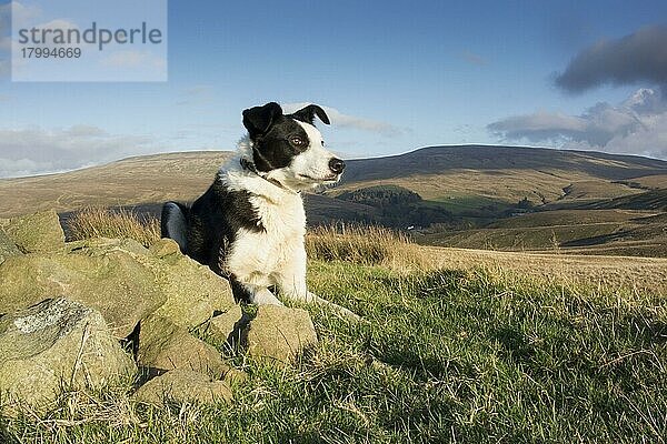 Haushund  Border Collie  arbeitender Schäferhund  erwachsen  im Moor liegend  wartet auf Anweisung des Schäfers  Cumbria  England  Juli