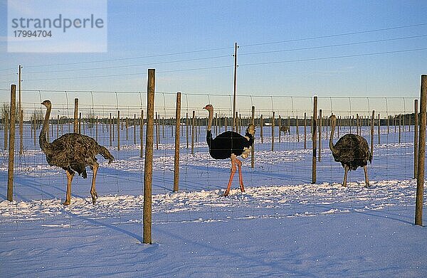 Straußen (Struthio camelus) in der Landwirtschaft  erwachsene Männchen und Weibchen im Schnee  Schweden  Europa