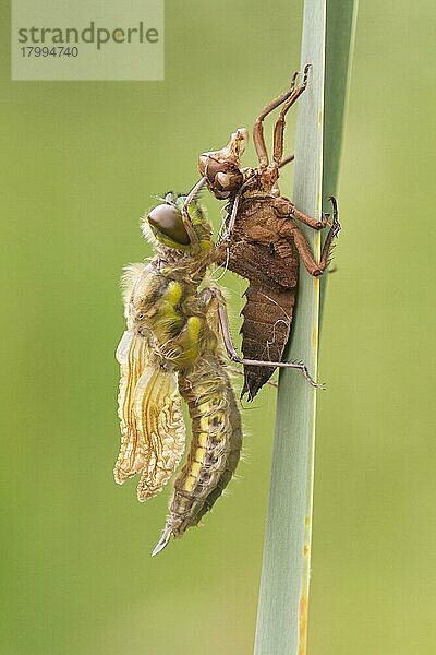 Erwachsener Vierfleck-Jäger (Libellula quadrimaculata)  neu aufgetaucht  ruht neben den Exuvien auf einem Schilfblatt  Leicestershire  England  Mai