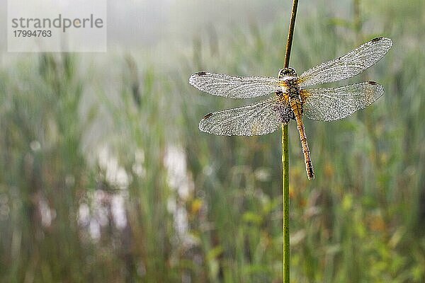 Gewöhnlicher Schlangenhalsvogel (Sympetrum striolatum)  erwachsenes  taubedecktes Weibchen  auf einem Stengel am Rand des Teiches ruhend  Leicestershire  England  Juli