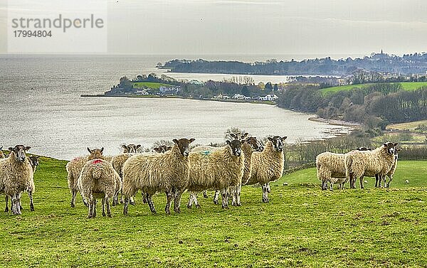 Hausschafe  Maultierschafe  Herde  auf Küstenweide stehend  Morecambe Bay  Ulverston  Cumbria  England  März