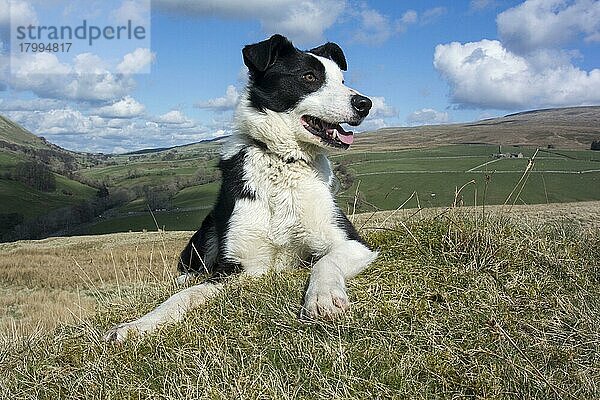 Haushund  Border Collie  Arbeitsschäferhund  erwachsen  keuchend  im Moor liegend  Cumbria  England  April