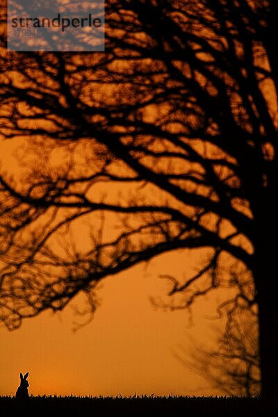 Feldhase (Lepus europaeus)  erwachsen  auf dem Feld sitzend  neben kahlen Bäumen  Silhouette bei Sonnenuntergang  Norfolk  England  März