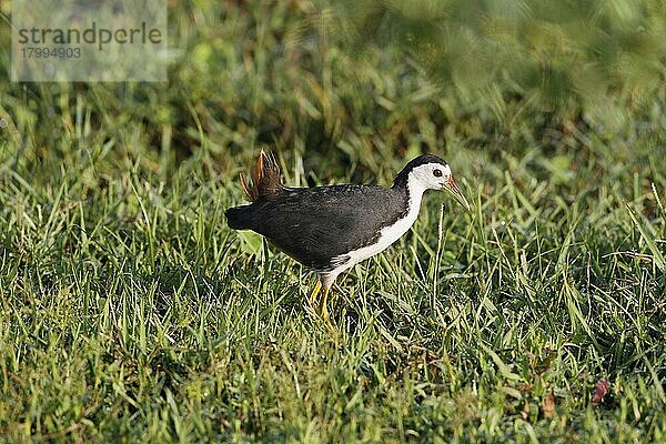 Weißbrust-Wasserhuhn (Amaurornis phoenicurus)  erwachsen  auf Grassuche  Bundala N. P. Sri Lanka  Februar