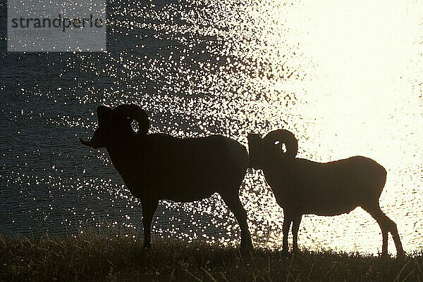 Dickhornschaf (Ovis canadensis) Widder im Gegenlicht mit aufgehender Sonne  Kanada  Nordamerika